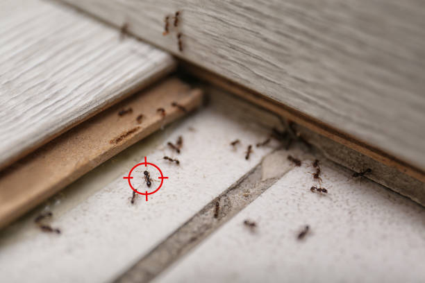 Best Flea Control Services  in Tresckow, PA